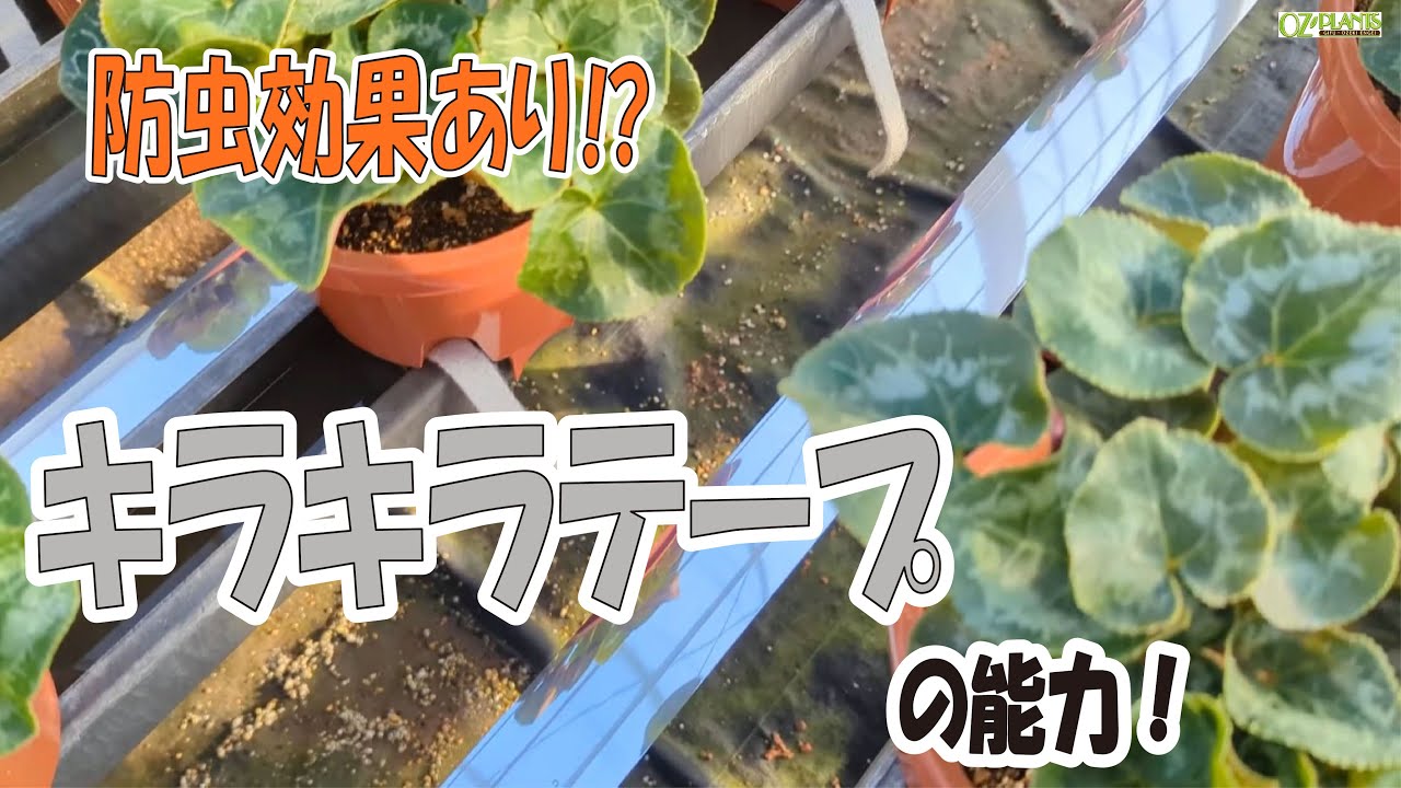 【防虫効果】あり⁉　キラキラテープの能力！　7/18 OZ-Plants旬の動画