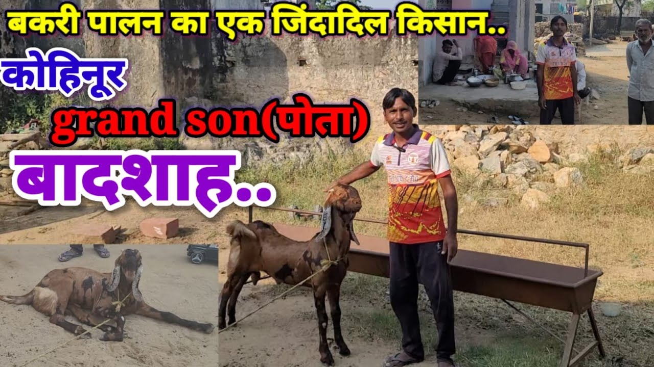 कर्मशील किसान ही पशुपालन को आगे बढ़ाता है..sukant chawla#goatfarming.