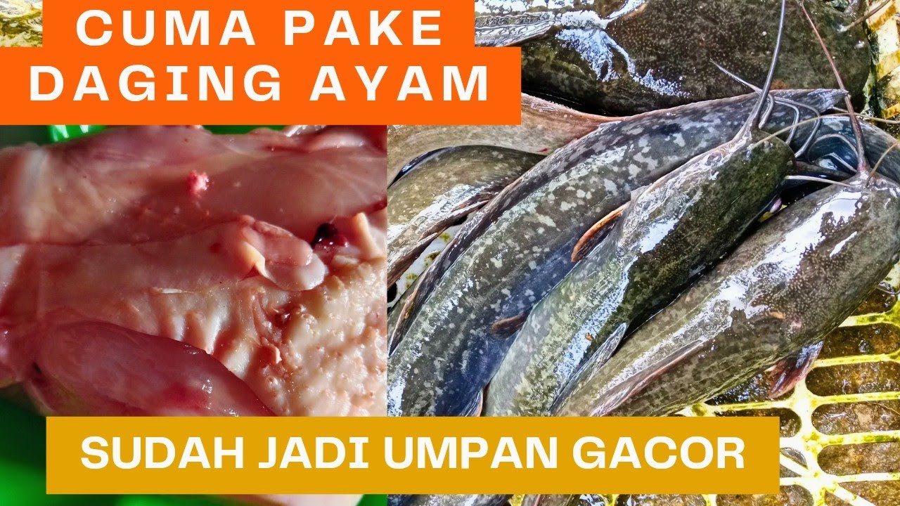 Umpan lele harian!! Cuma pake daging ayam sudah gacor