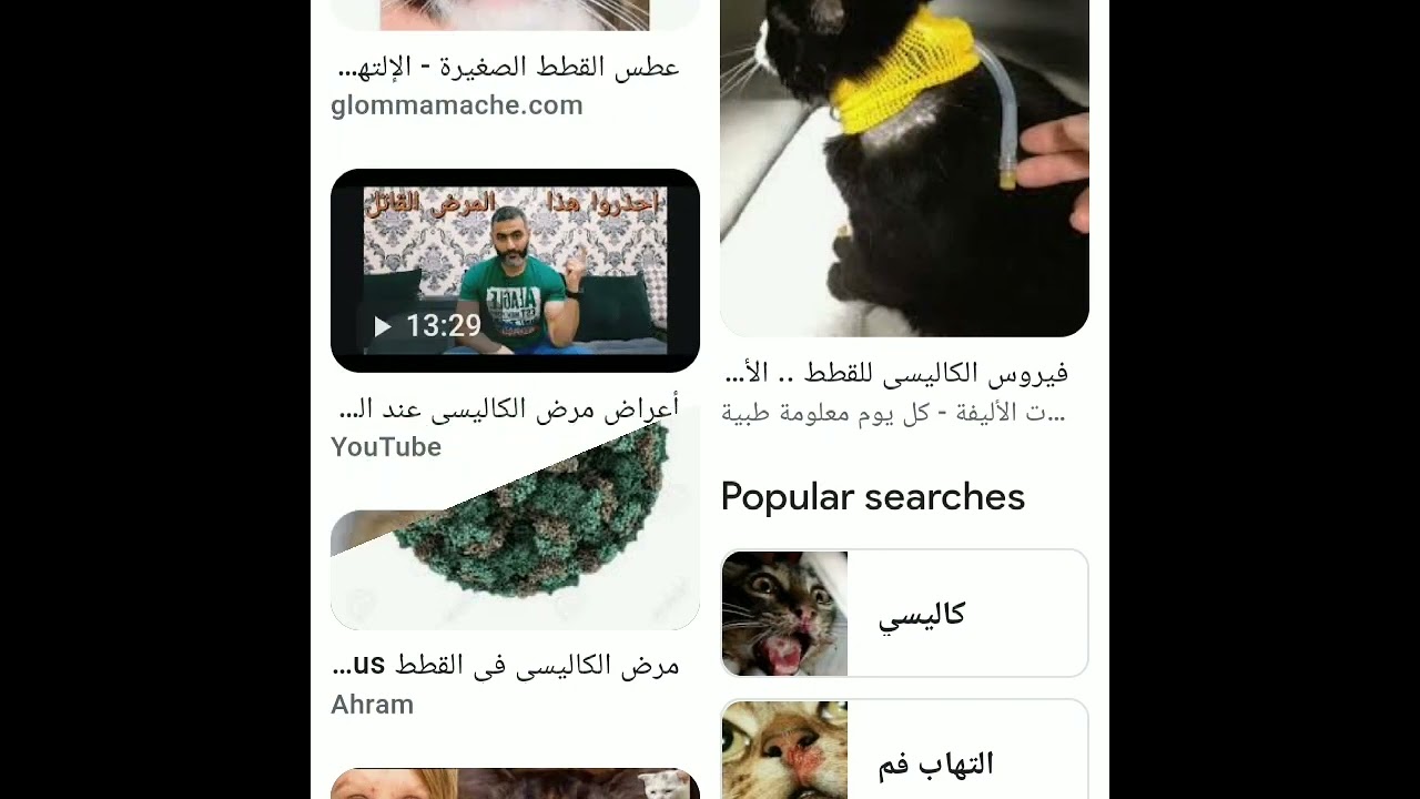 مرض الكاليسي عند القطط.دكتور محمد برهان.