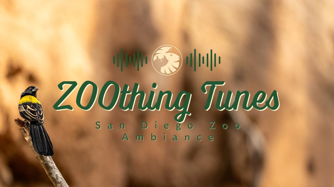 Soothing Bird Sounds to Relax/Study To | San Diego Zoo ZOOthing Tunes Nature Sounds