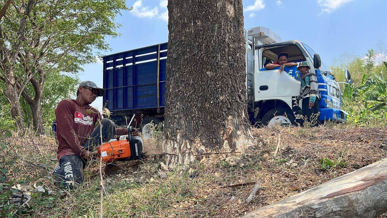 Third day… Dangerous felling of trees on the roadside‼️