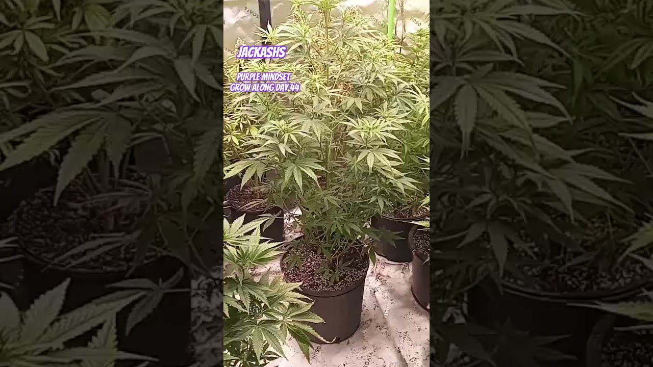Purple Mindset grow along day 44 #growmiegang