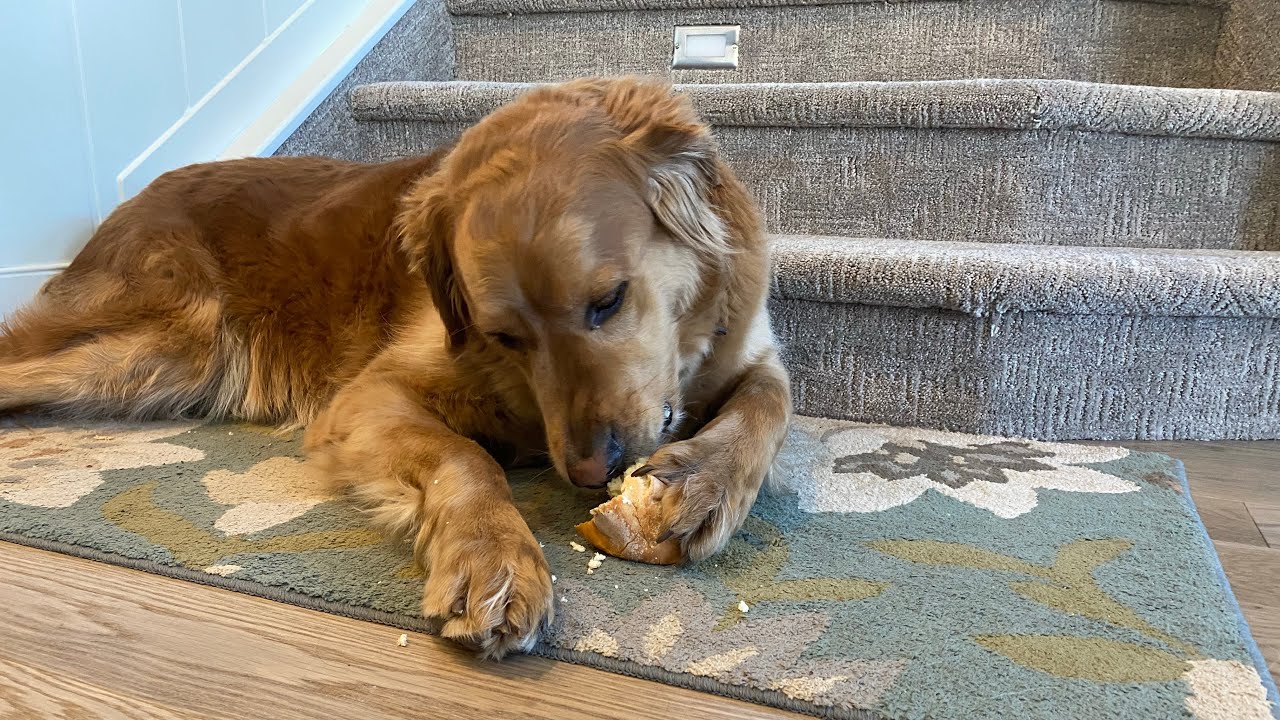 Dog Eating Bread