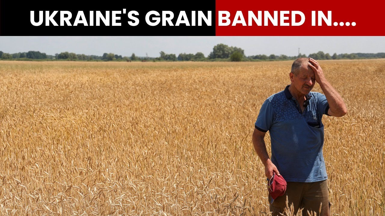 Why Have Poland And Hungary Banned Grain Imports From Ukraine?