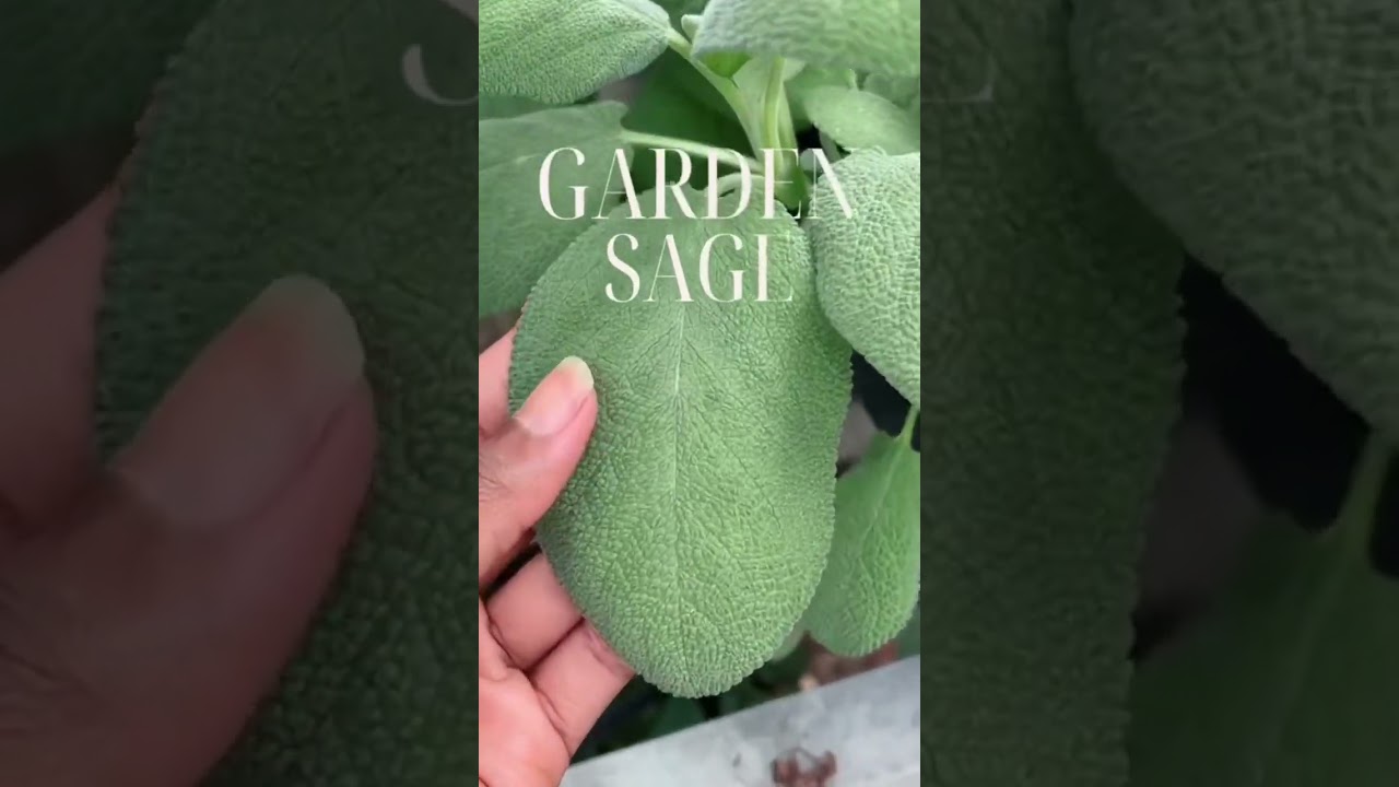 beautiful garden sage #holistichealth
