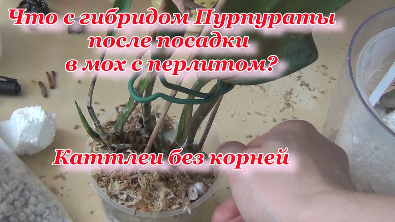 Орхидея каттлея во мхе с перлитом. Каттлея без корней.Реанимация. Итог посадки/purpurata werkhauseri