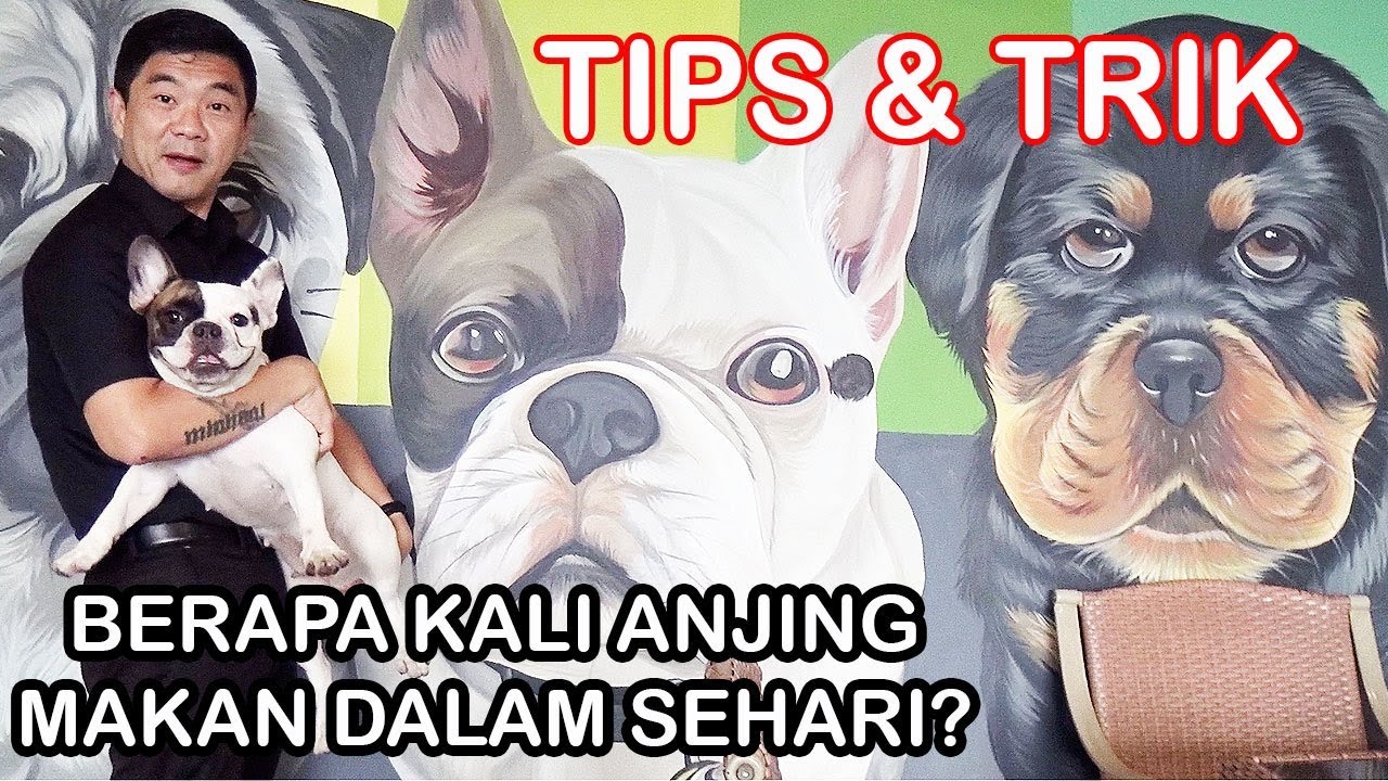 BERAPA KALI ANJING MAKAN DALAM SEHARI ???