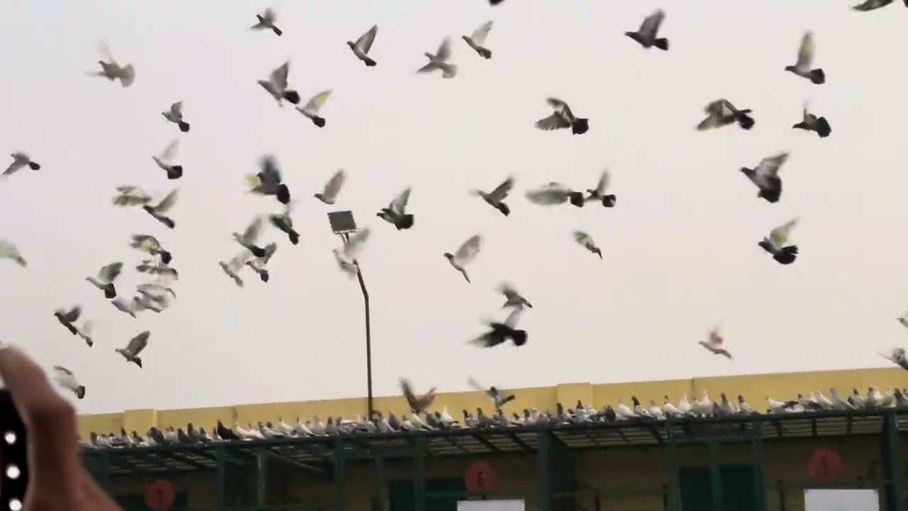 25 November 2024🕊️🕊️1051🕊️Kabootar
