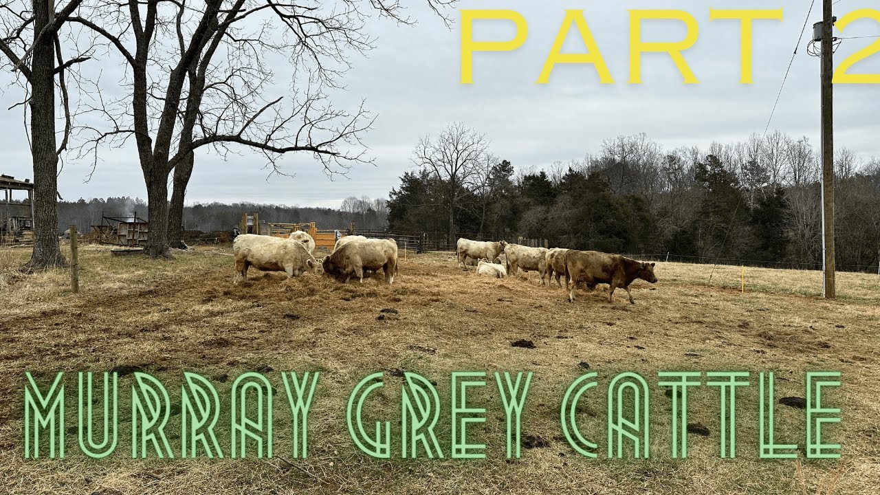 EP. 31 | Our Murray Grey Cattle Herd | NO Grain, Just Grass & Hay | Part 2
