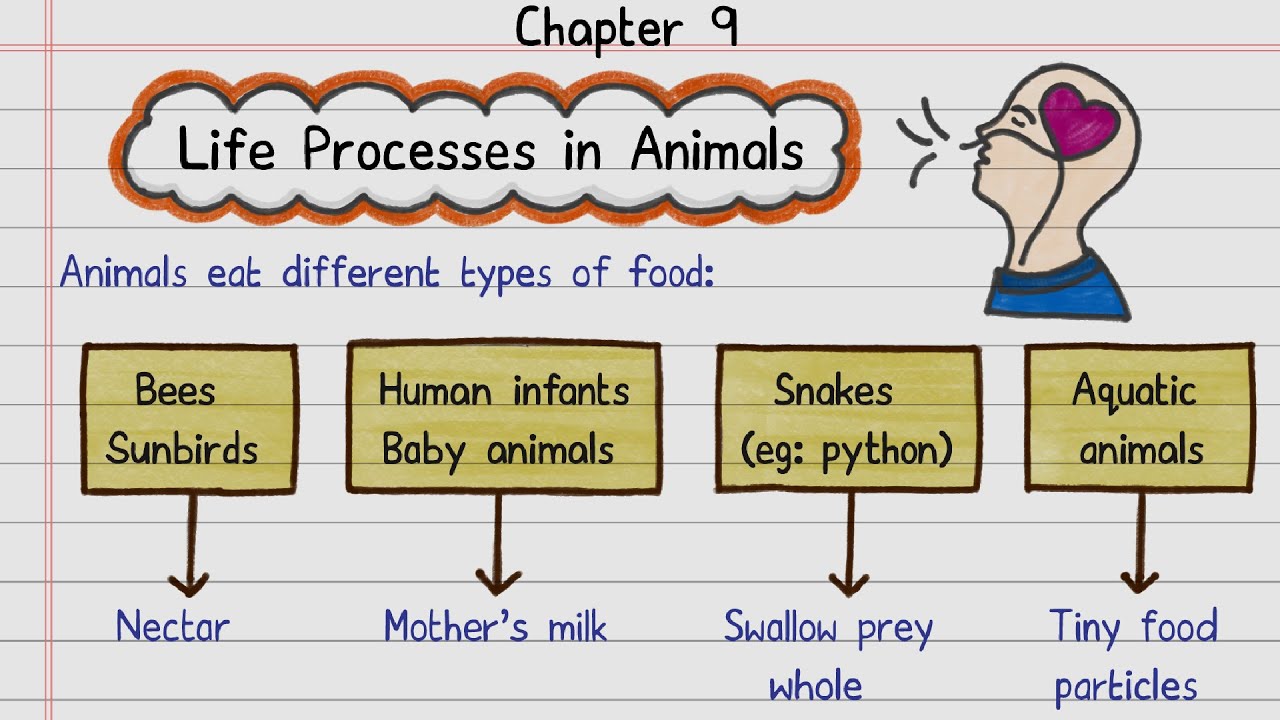 📝FREE Notes | Life Process in Animals | Class 7 Science | NCERT | Self-Study Notes