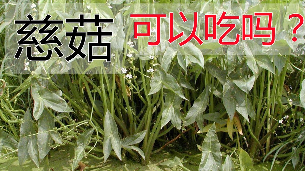 慈姑的功效和作用，慈姑食疗方法,慈姑食用禁忌