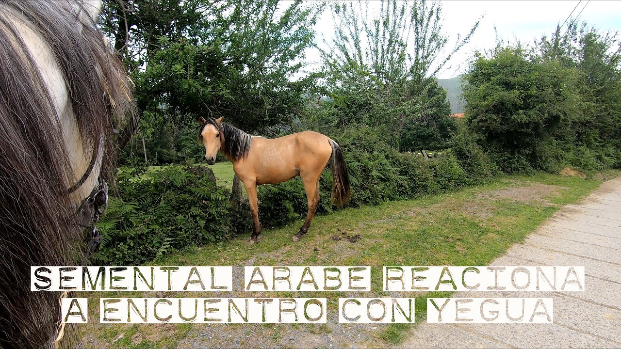 Semental árabe reacciona a yegua. Gada en estado puro.