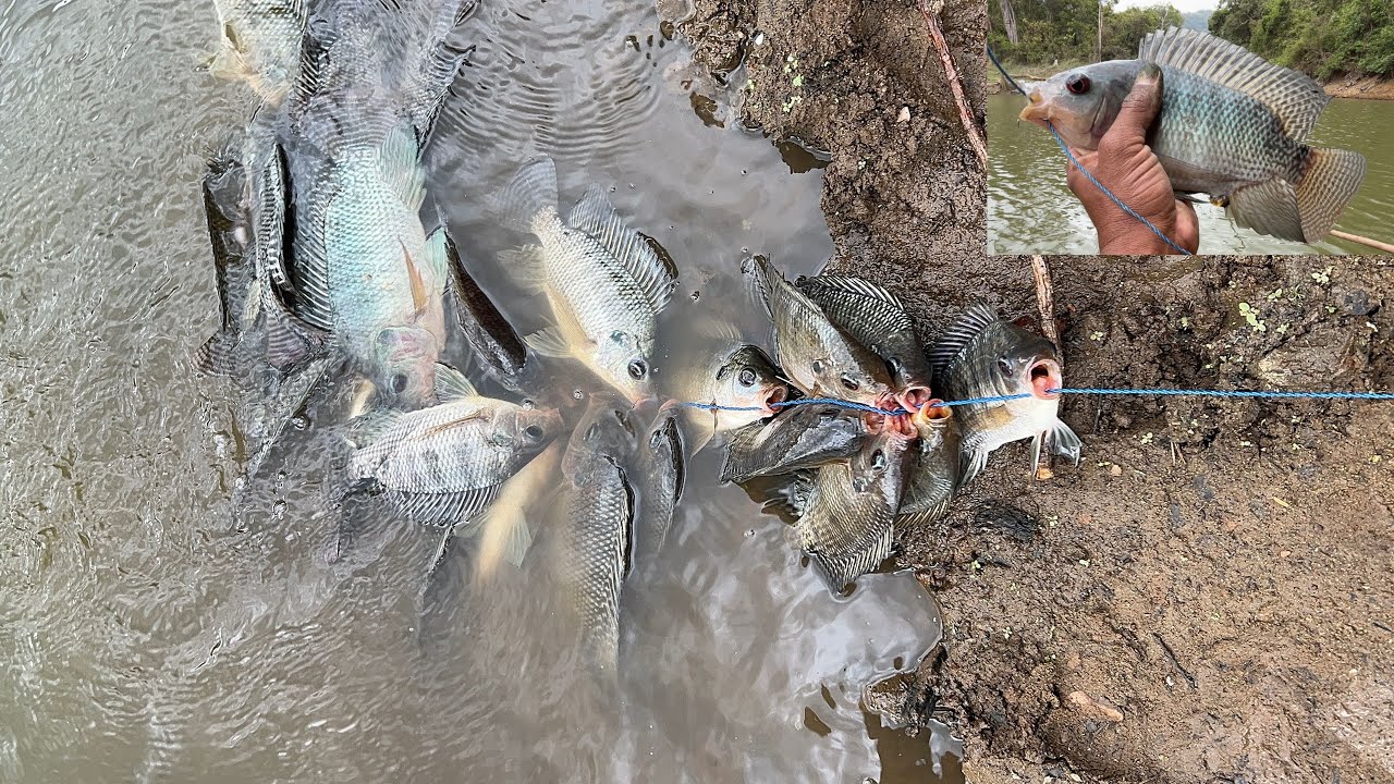 Thilapi fishing 🎣🐠 දියසෙවෙල වලට තිලාපි අල්ලන අපි 🐠