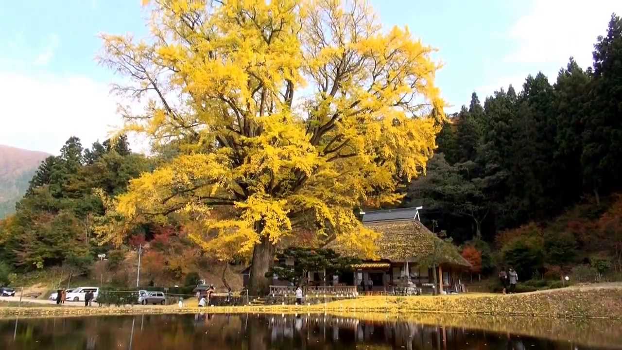 島根・奥出雲町 金言寺の大イチョウ (6-Nov-2013) Kingenji buddhist temple.