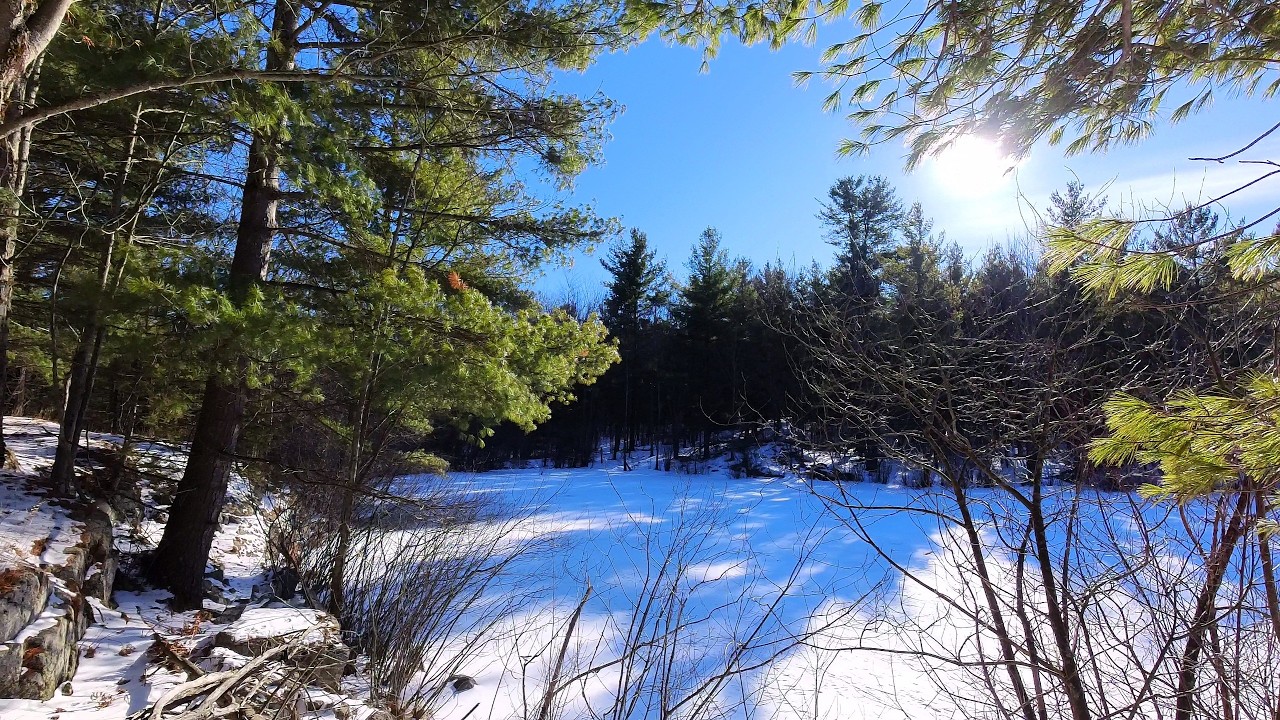 Incredible hike in a winter forest - Stunning natural beauty | Outdoor Wellness Therapy