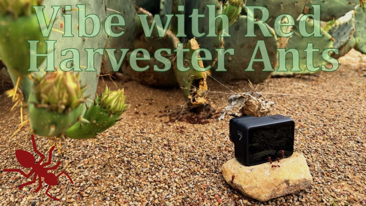 25 Minutes of Relaxing Music with Red Harvester Ants (No Loop)🐜🐜