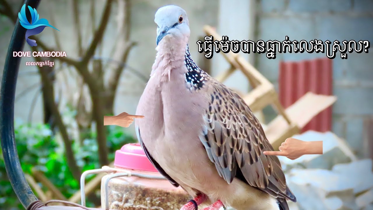របៀបបង្រៀនលលកអោយខ្លាំង​ Turtle dove farm 015 70 74 81