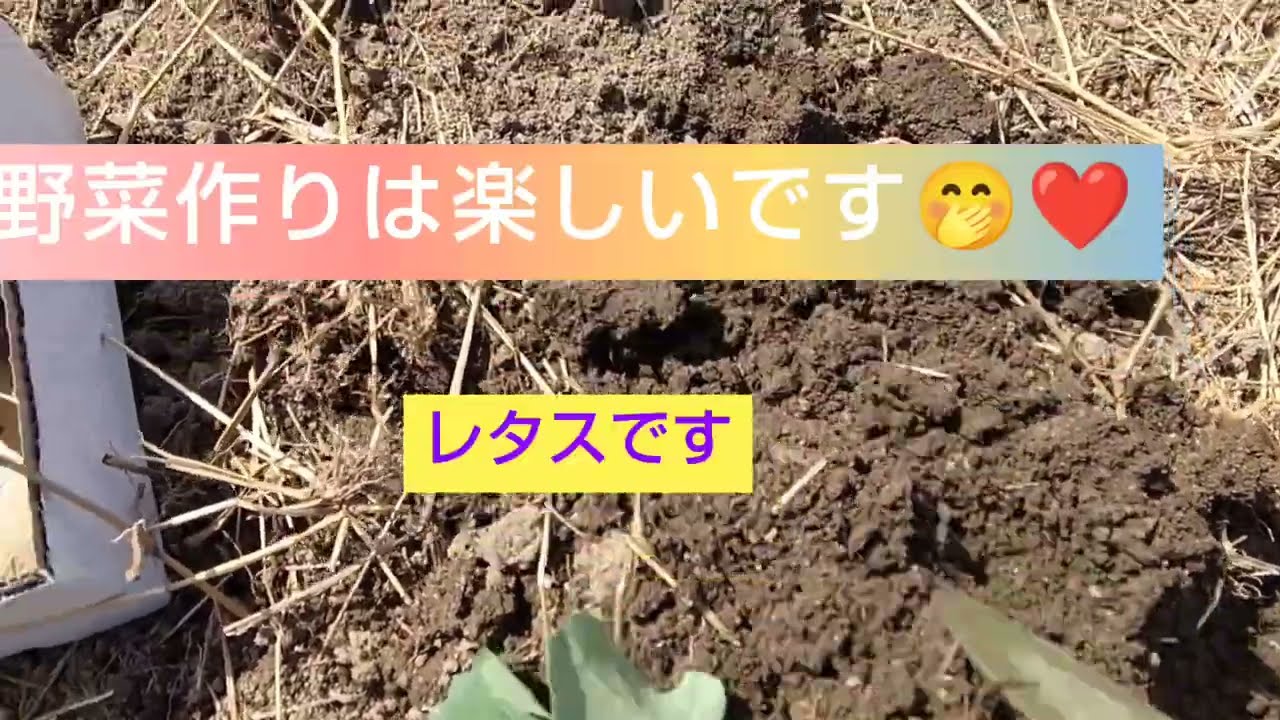 苗を植えます。４株です。職場の契約終わりの雑談