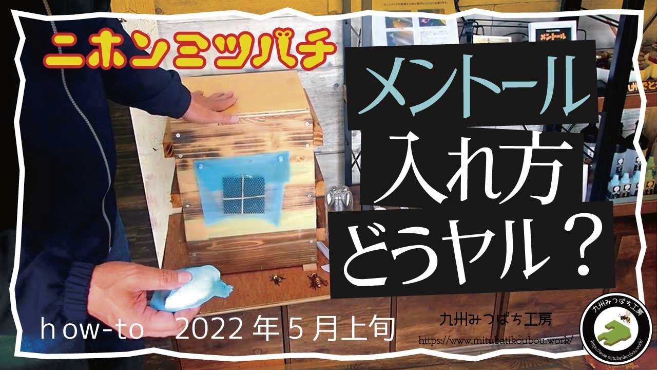 春に分蜂群が入居したらやるべき事【アカリンダニ対策】「メントールの入れ方」日本みつばちの養蜂 How to Beekeeping