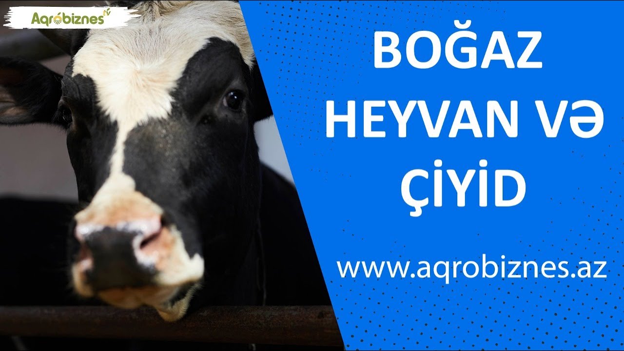 Boğaz heyvanlara çiyid vermək olar?