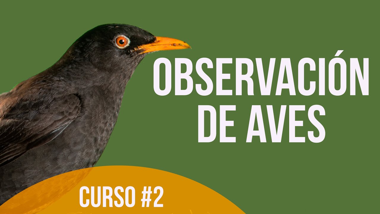 &iquest;C&oacute;mo observar aves en la Naturaleza? 🐦🦉🦜🔍Curso de Observaci&oacute;n de aves, Cap. #2