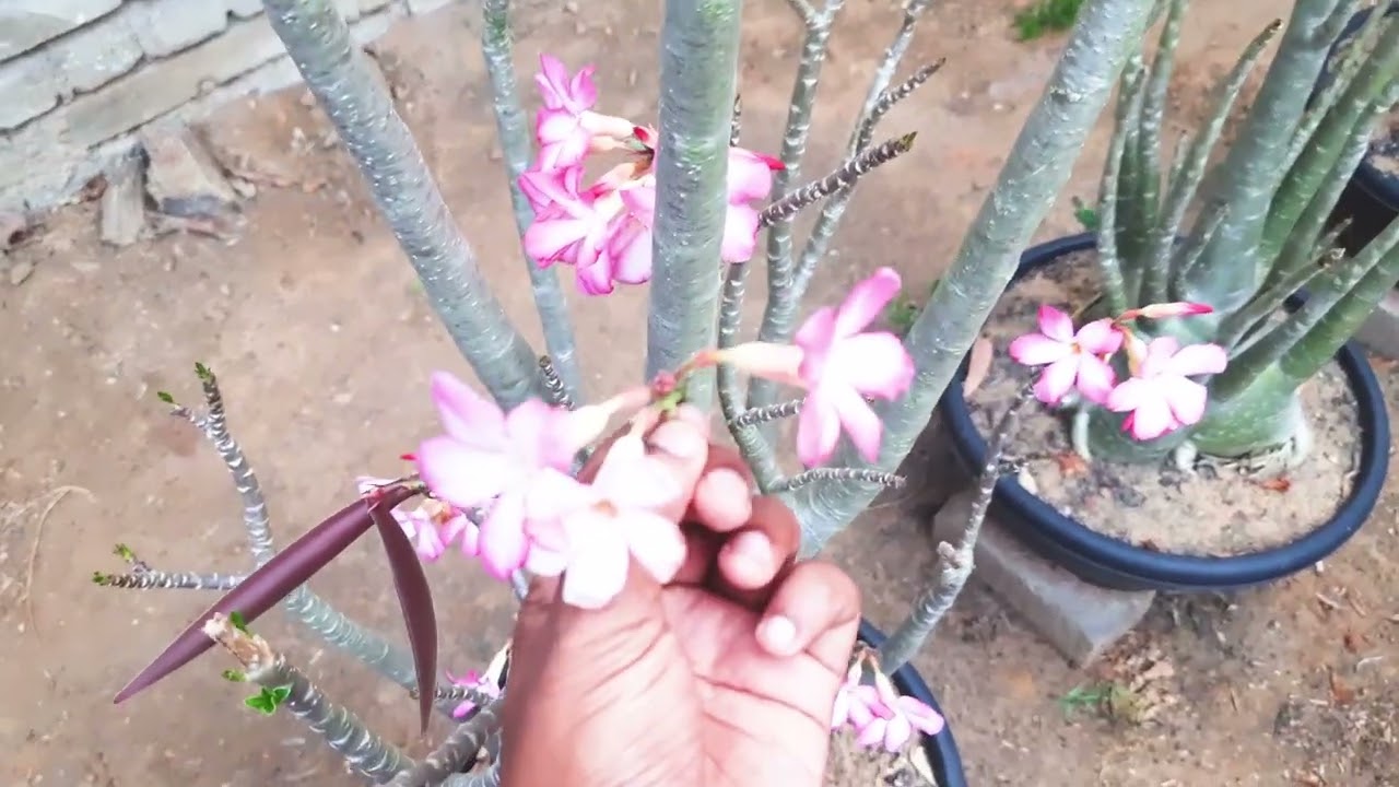 Black Giant (Adenium Lovers)