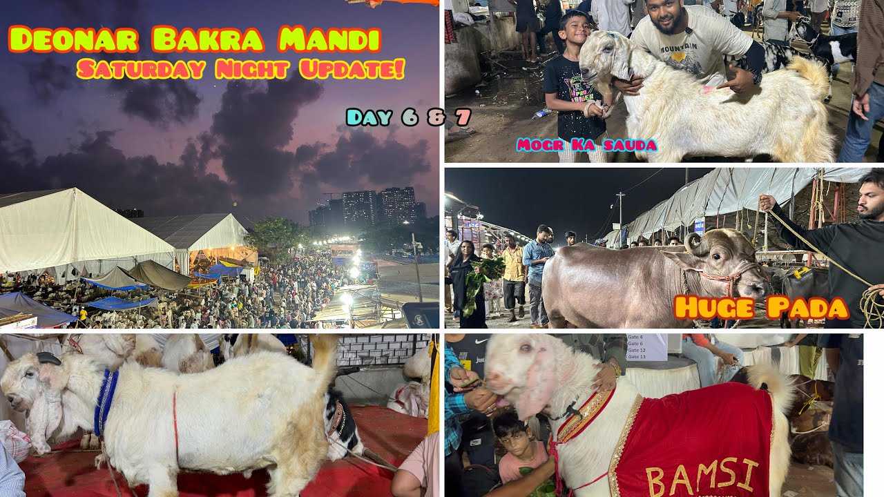 Deonar Bakra Mandi 2025 | Unbelievable MOGR ka Sauda | Must Watch!!😱