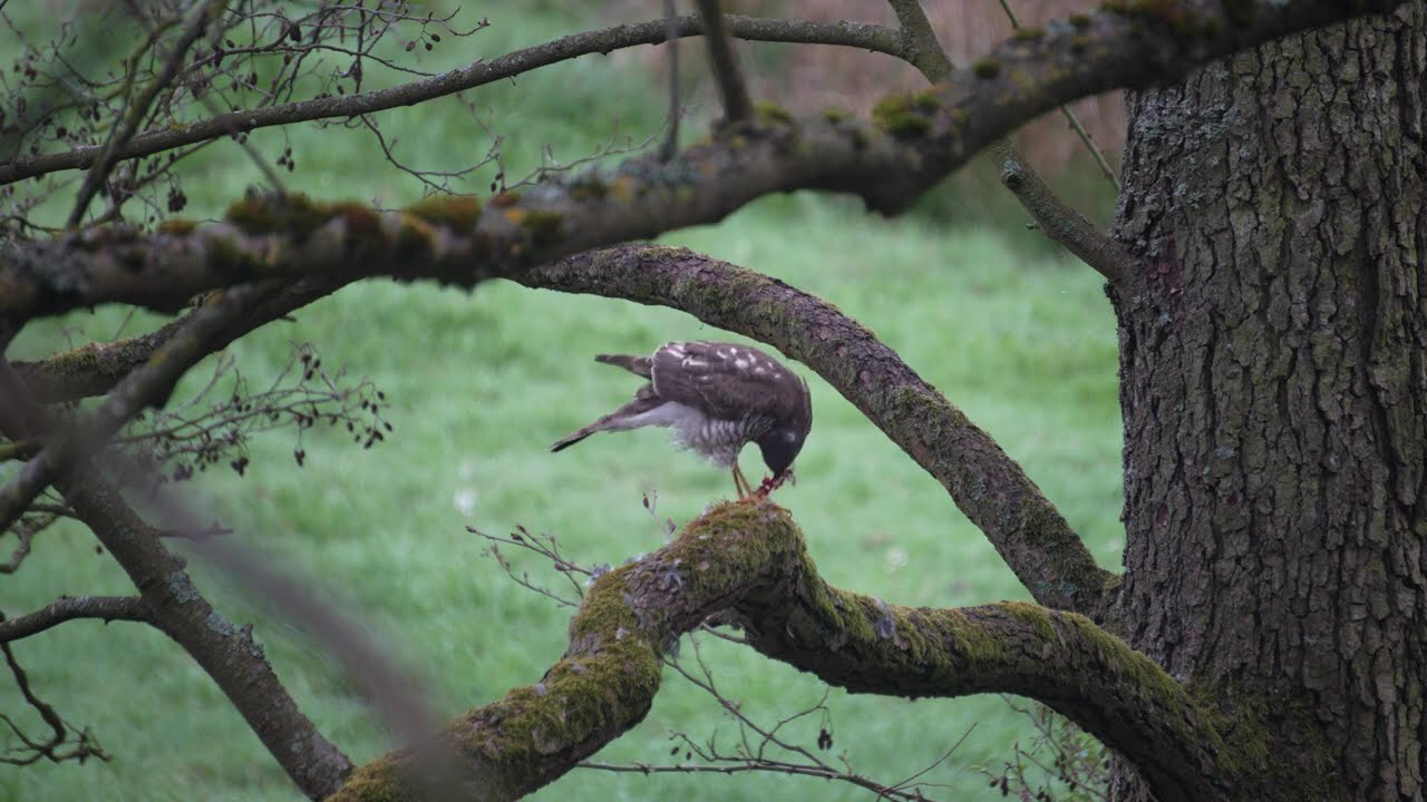 Beutejagd in freier Wildbahn - Habicht beim Fressen