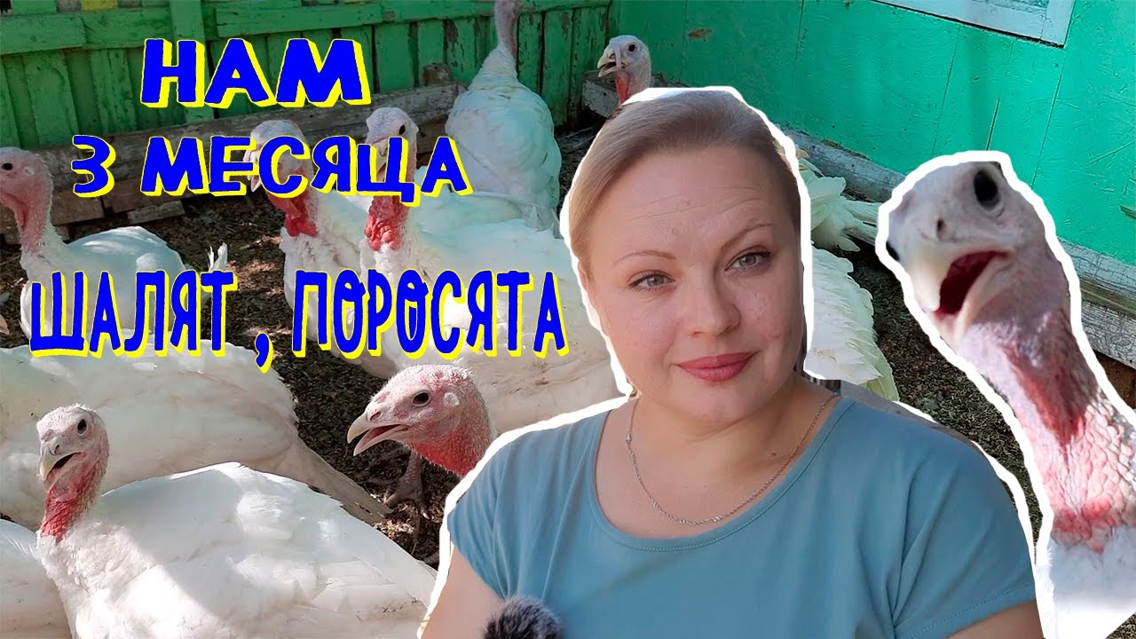 индюкам 3 месяца
