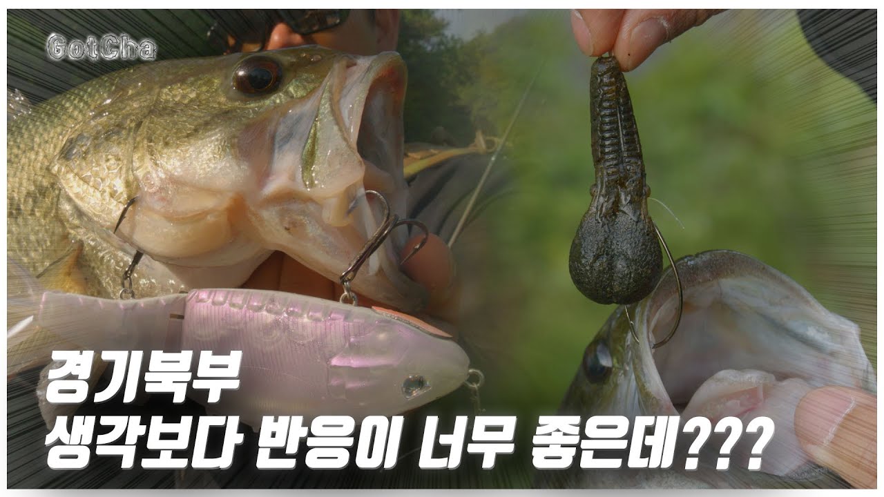 청평호 배스들도 참을 수 없습니다!!! (feat. 박성완 )