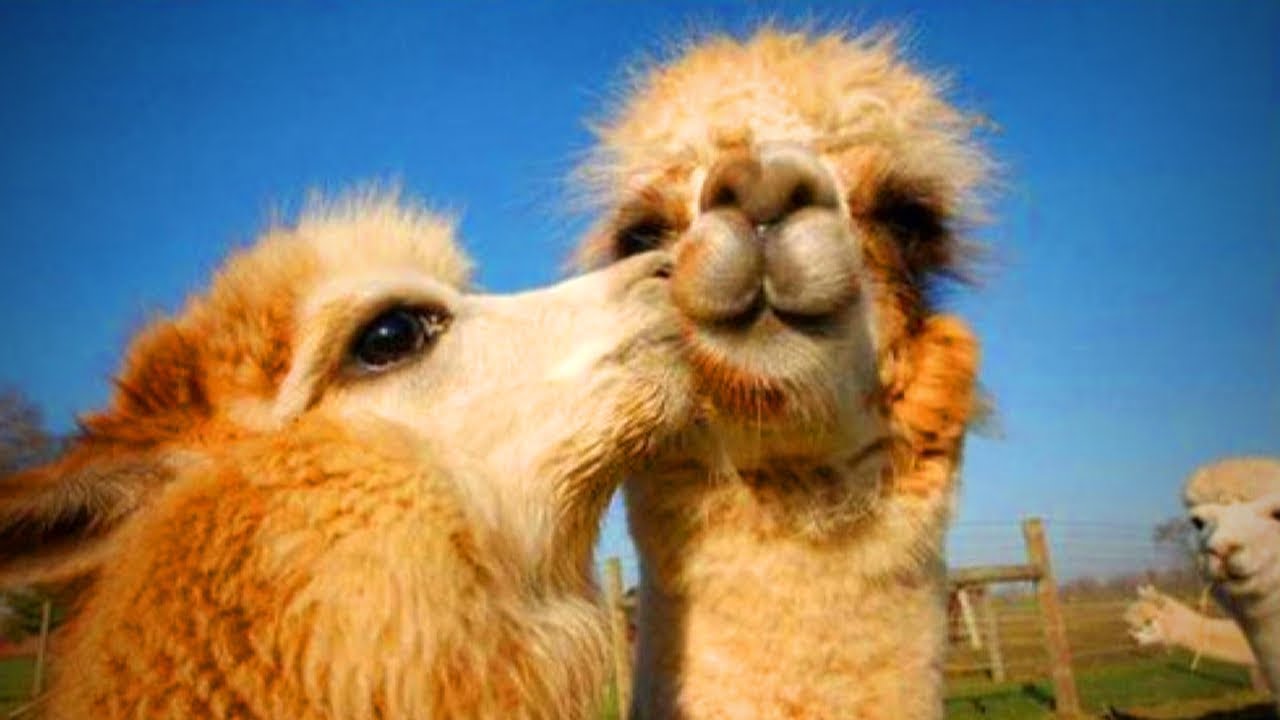 Cute Llamas 😍😂 Funny and Cute Llamas(Part 1)
