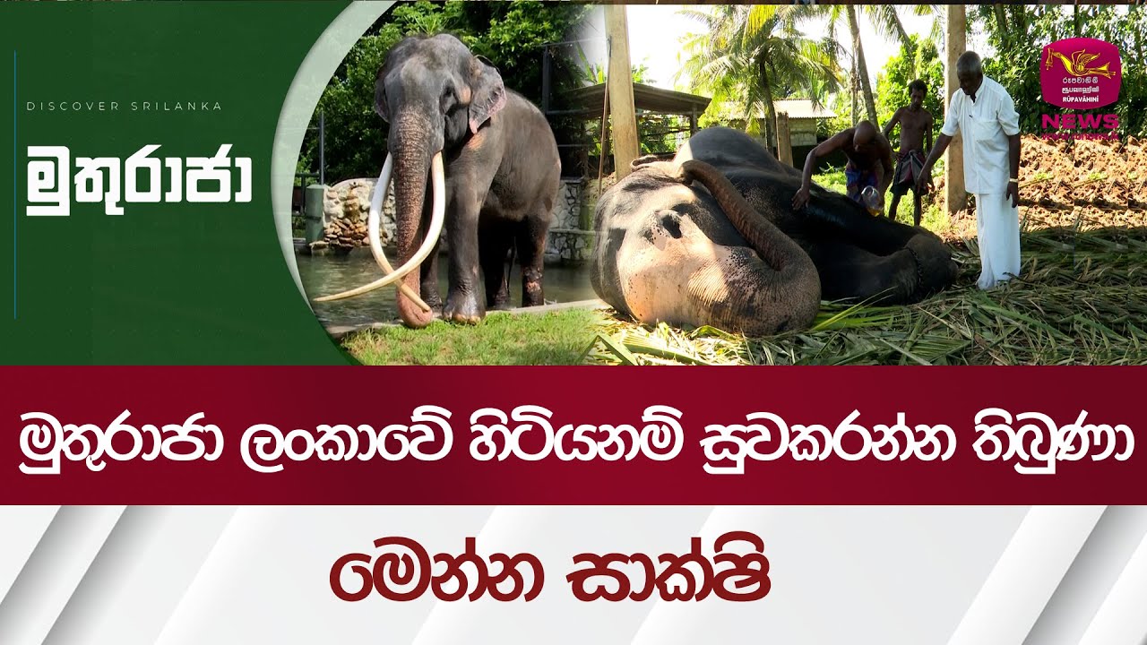 මුතුරාජා ලංකාවේ හිටියනම් සුවකරන්න තිබුණා - මෙන්න සාක්ෂි | Rupavahini News