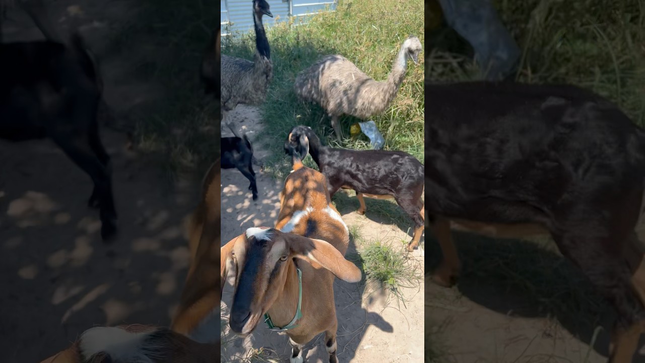 Goat Meets Emu 🐐🦤 Farm Squad
