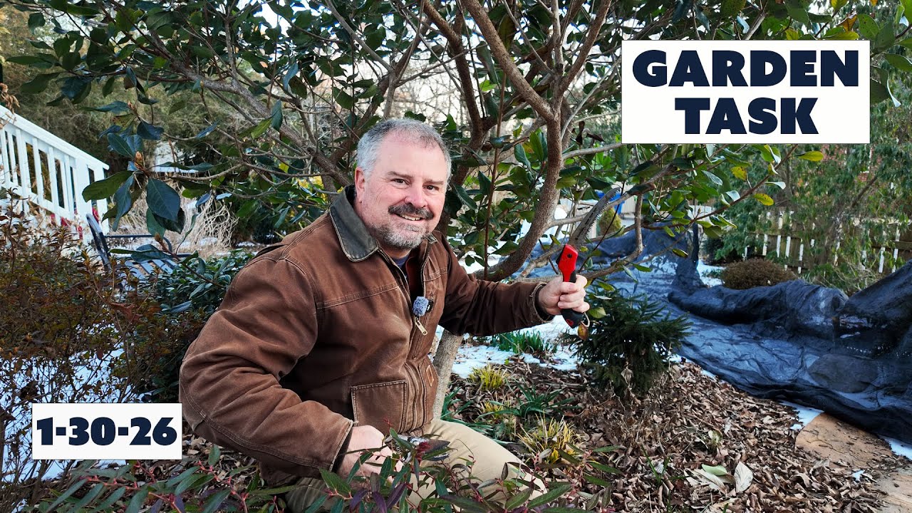 Jim’s Weekly Garden Game Plan - Groundcover Out!. Branches Removed, Birds in the Garden
