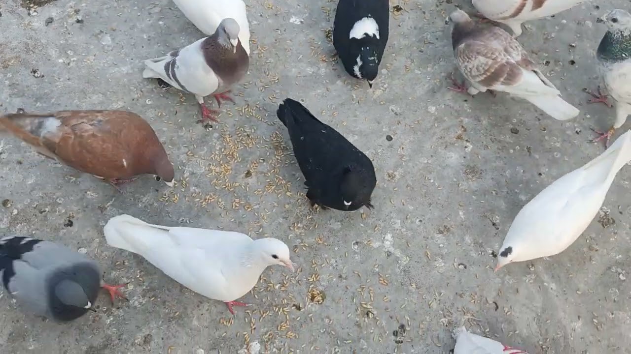 আমার পুরাতন জাতের কবুতর গুলো এখন ডিম দিচ্ছে#pigeon #pigeonlaver #bird #kabootor#newvideo 