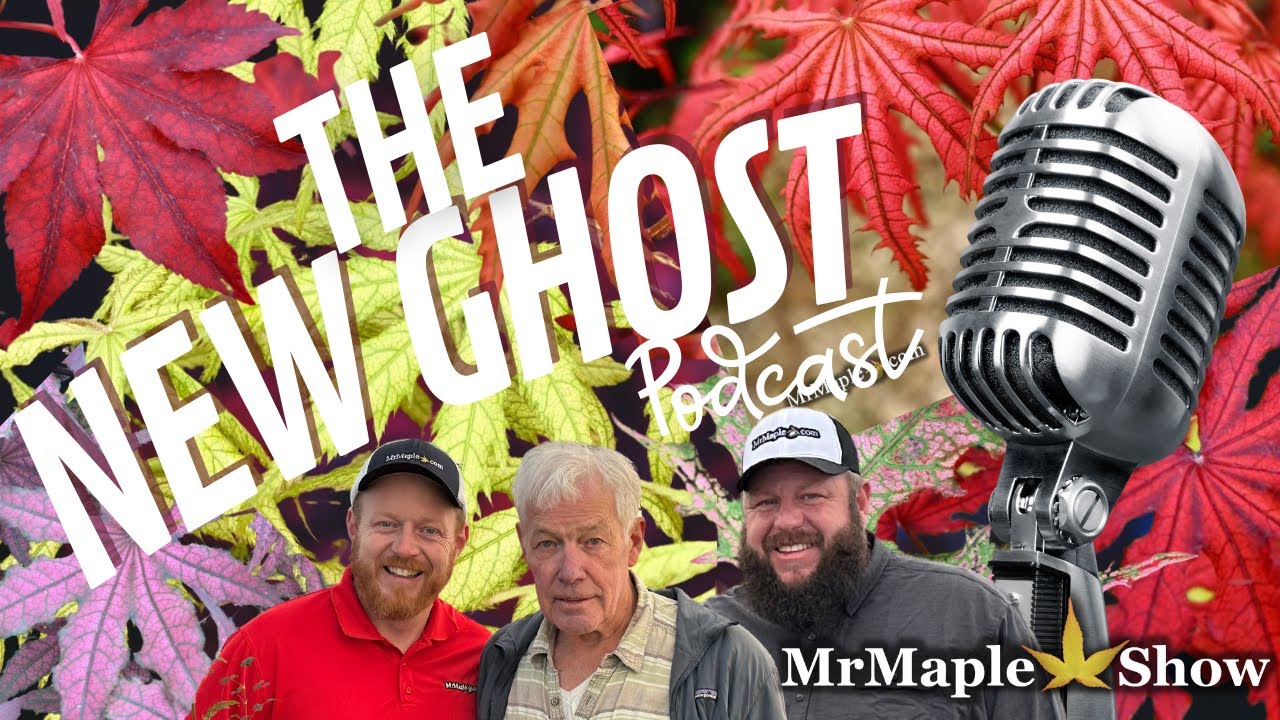 The New Ghosts Japanese Maples | Buchholz Week | MrMaple Podcast | Variegated Plants Post Ghost