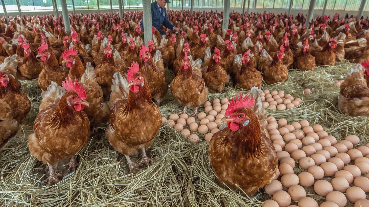 Diary of a Rural Egg-Laying Chicken Farm
