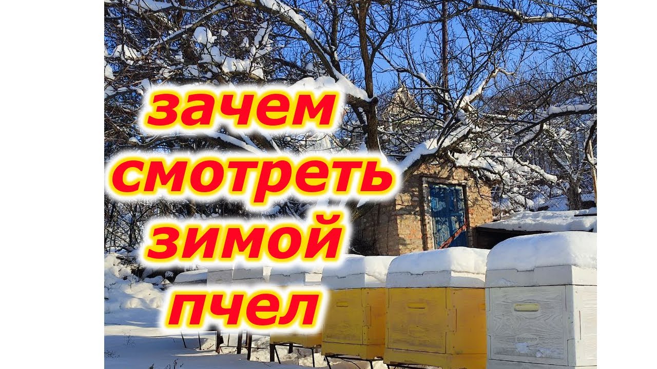 ЗИМНИЙ ОСМОТР ПЧЕЛ.  Почему пчеловод виноват?
