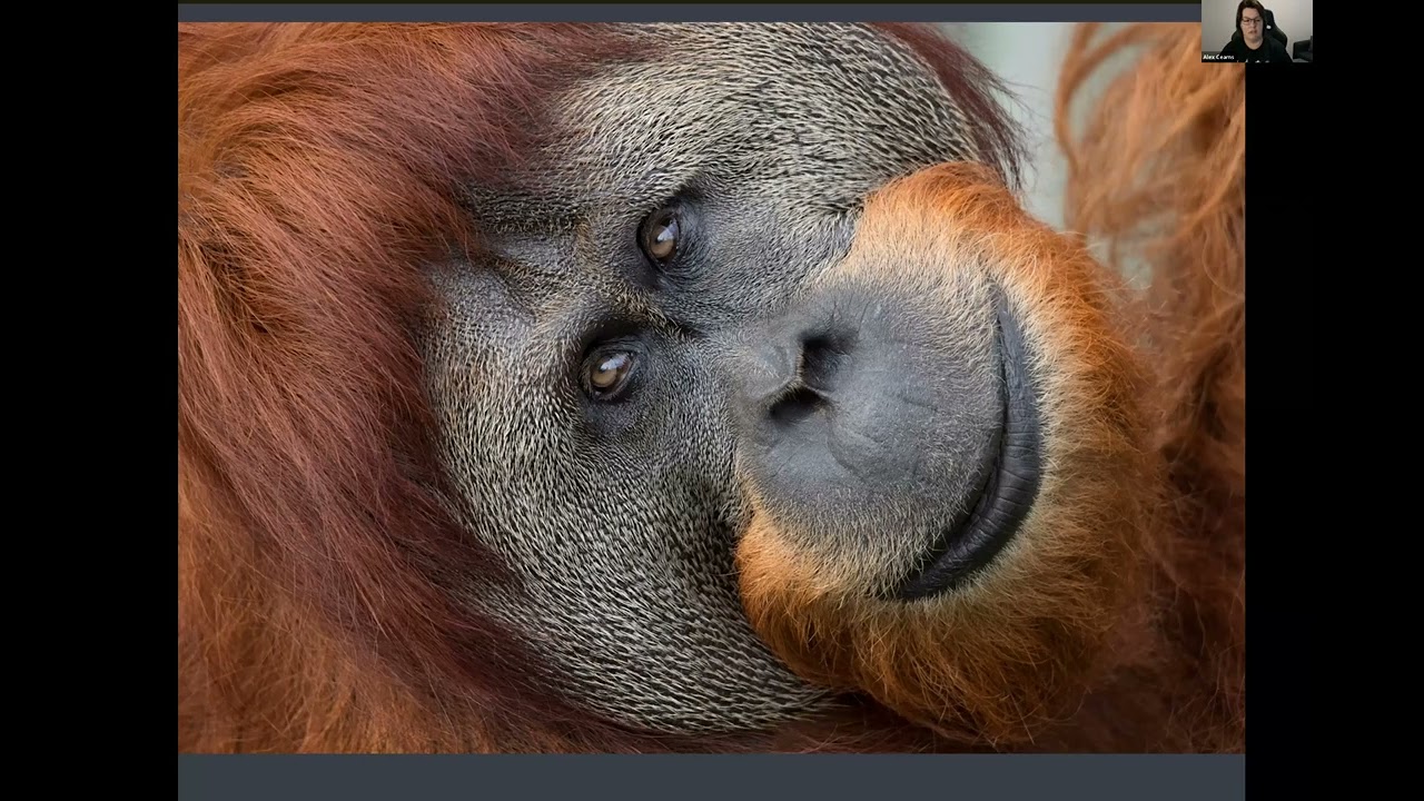 Rewatch WEBINAR |  Alex Cearns | Getting the Best Out of Your Wildlife/Animal Photographs