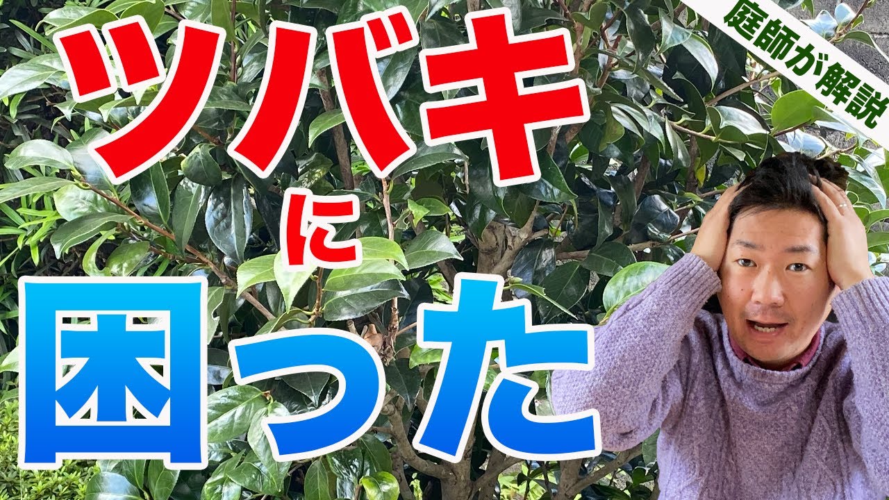 切っても出てくる椿を枯れさせる方法と、つきやすい虫やなりやすい病気の話【庭師が解説】