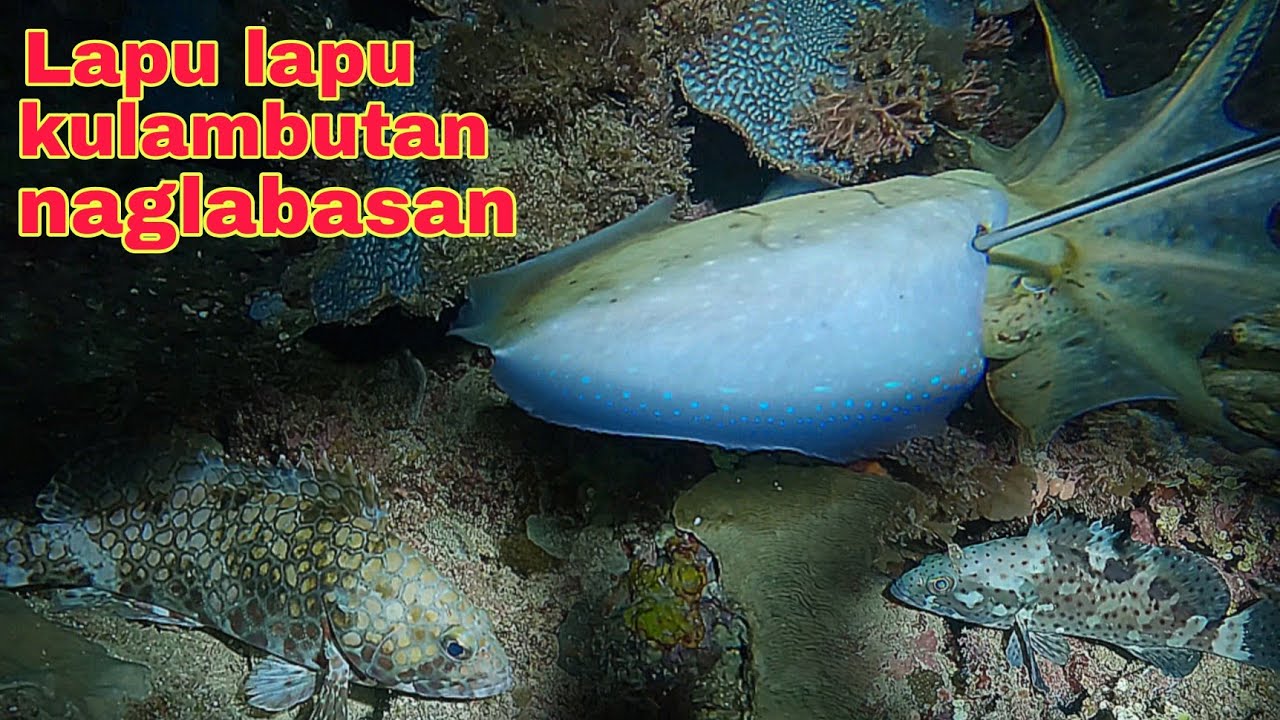 ep580 Dive2 Lapu Lapu kulambutan naglabasan