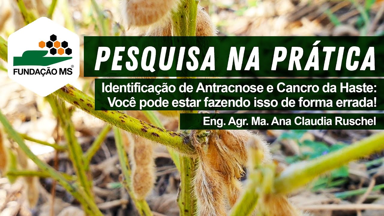 Identificação de Antracnose e Cancro da Haste: Você pode estar fazendo isso de forma errada!