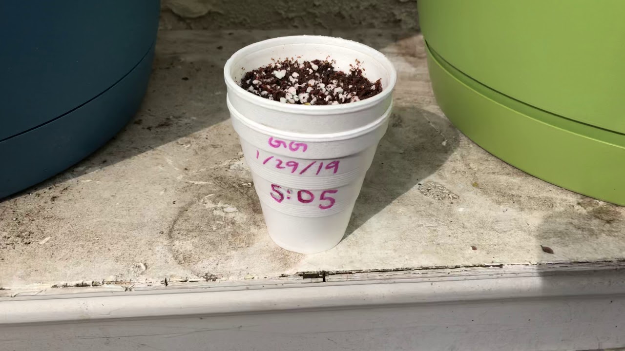 GORILLA GLUE AUTOFLOWER QUICK UPDATE
