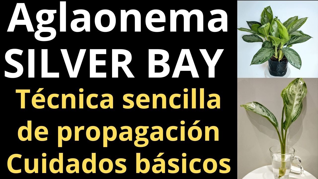 AGLAONEMA SILVER BAY. EXPLICACIÓN PRÁCTICA Y SENCILLA para su propagación. Cuidados básicos