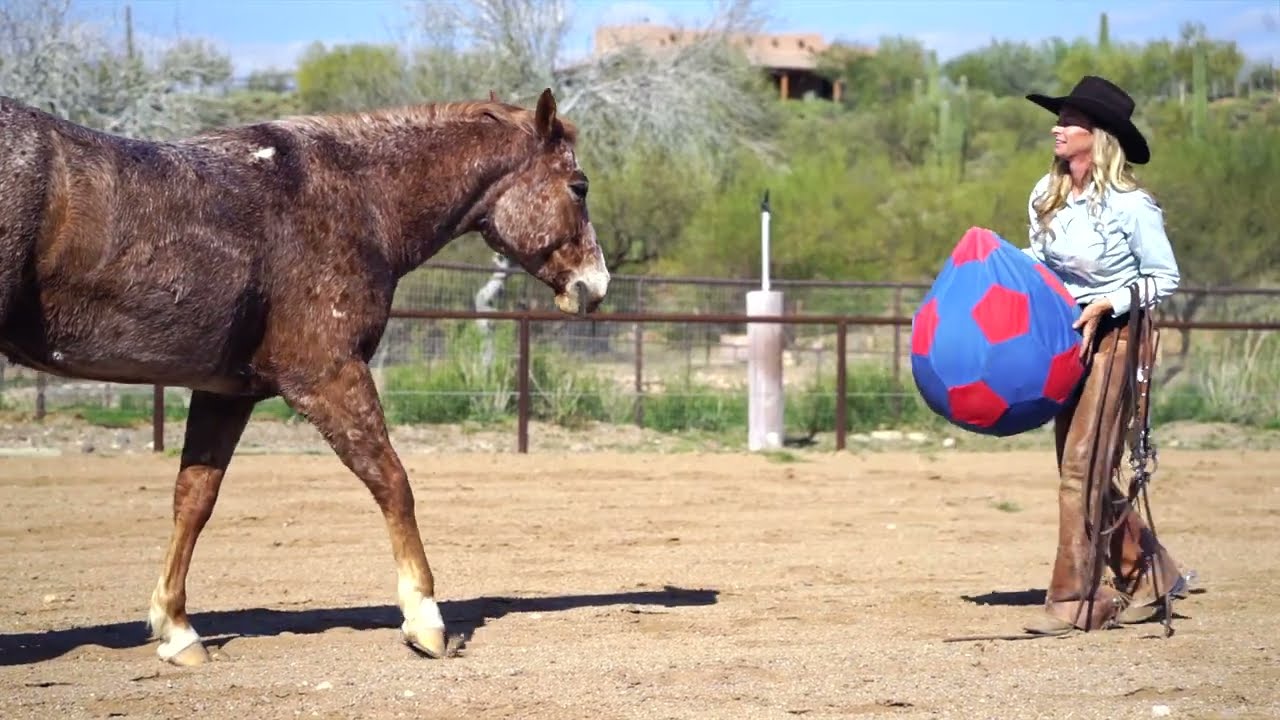 HUCKLEBERRY - 2020 Appaloosa Gelding by Jane Kerr