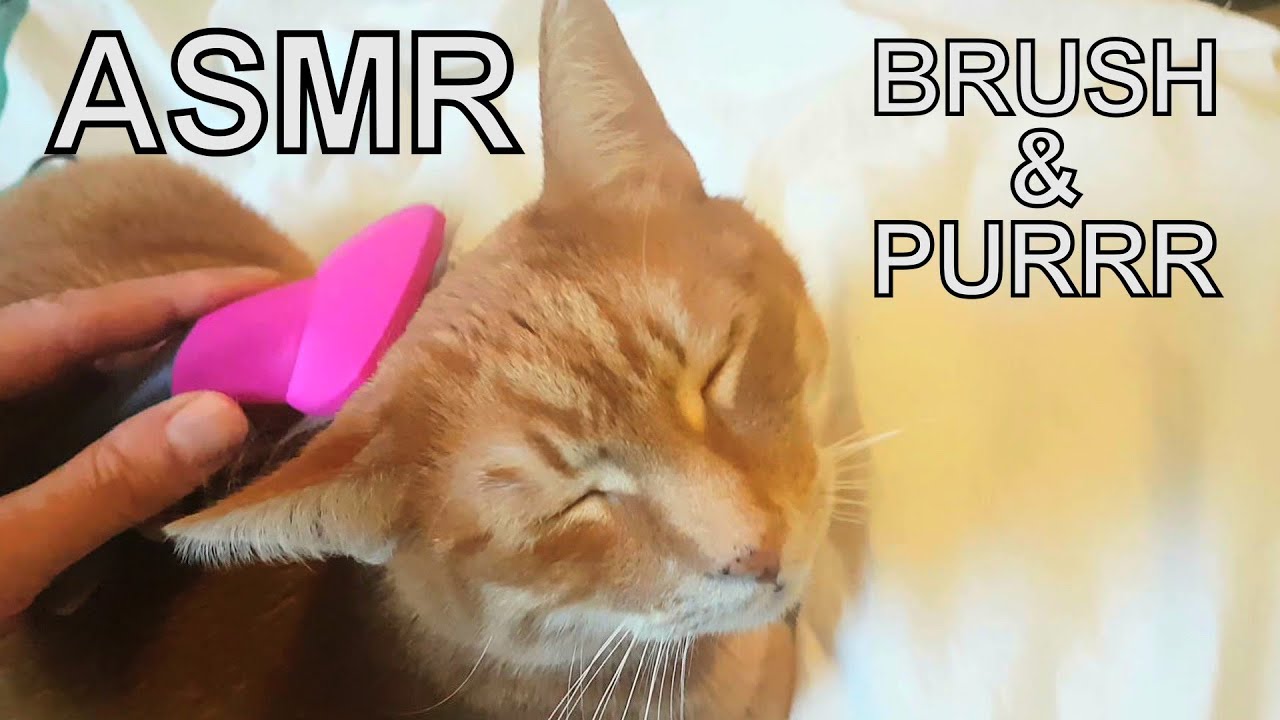 Alvi cat : asmr - brush and purr