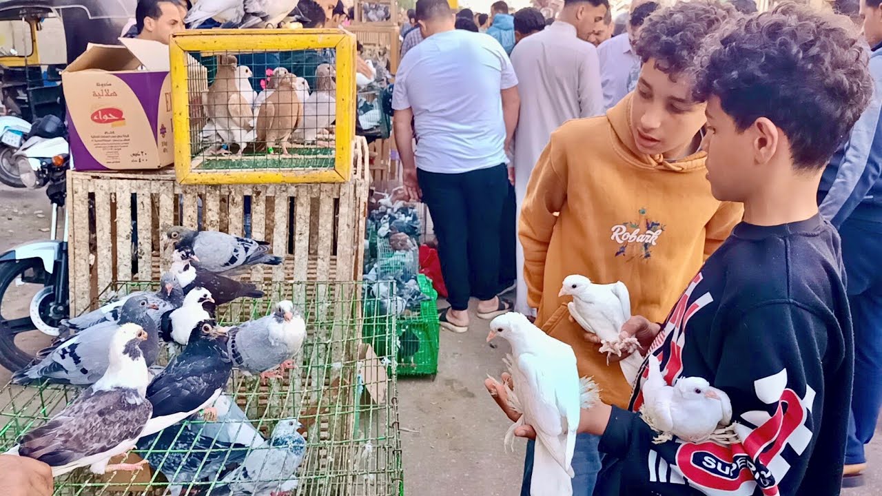 سوق الجمعه 😱 في المحله اسعار 💸 الحمام الغزار والزوجل وزغاليل والكلفه 🌽 وملتزمات الحمام #العناني