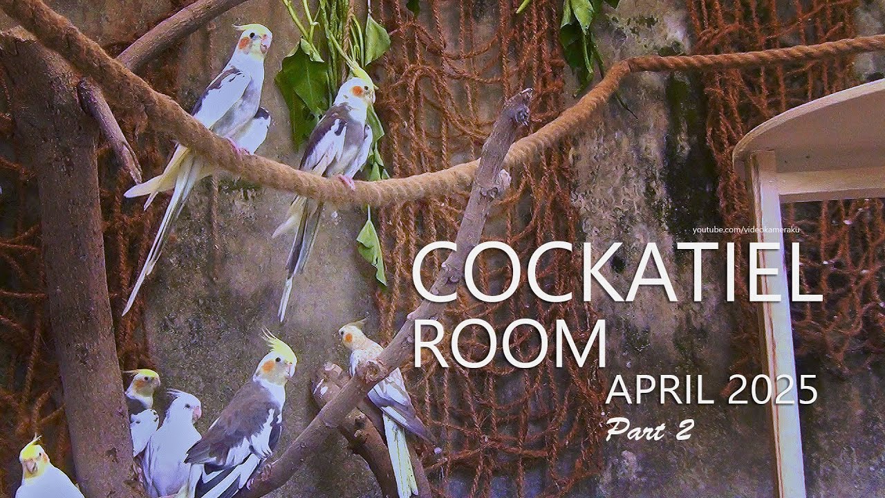 Cockatiel Room: April 2025 - Part 2