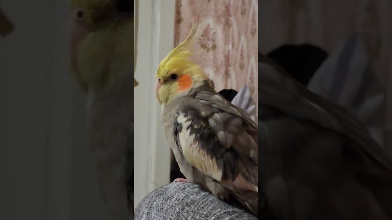 You live with a feathered dinosaur 🦖@Fartdinoff 